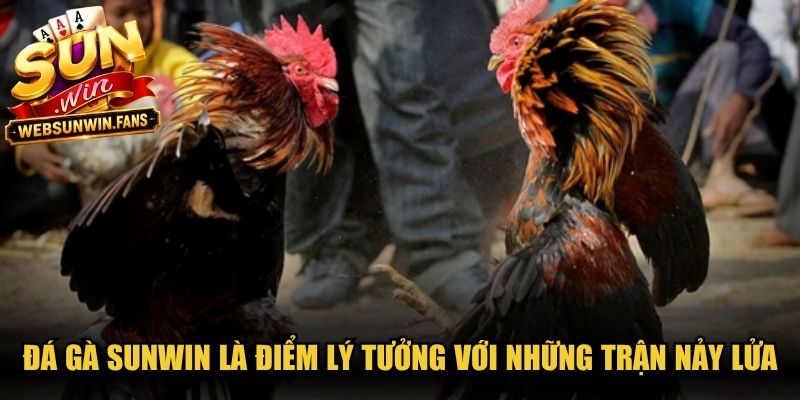 Đá gà Sunwin là điểm lý tưởng với những trận chiến kê nảy lửa, kịch tính