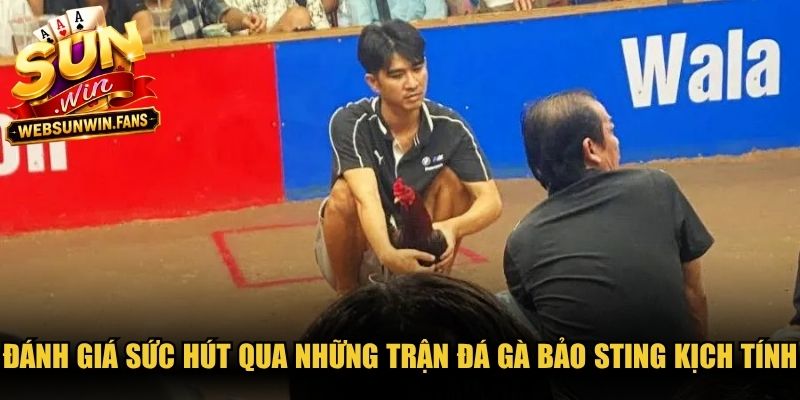 Đánh giá sức hút qua những trận đá gà Bảo Sting kịch tính