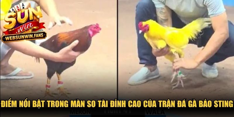 Điểm nổi bật trong màn so tài đỉnh cao của  trận đá gà Bảo Sting