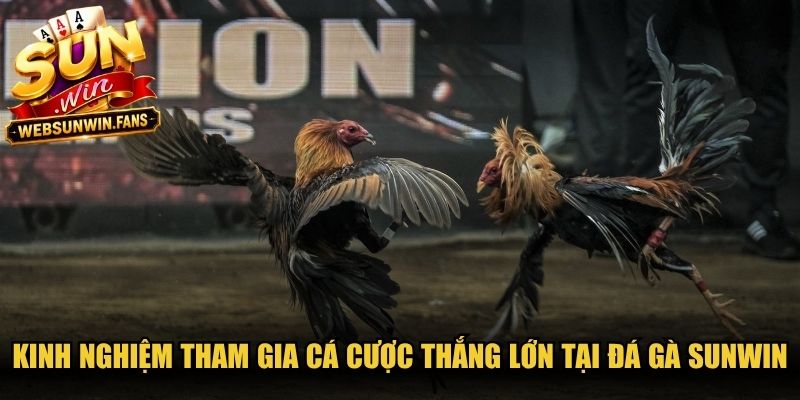 Kinh nghiệm tham gia cá cược thắng lớn tại Đá gà Sunwin
