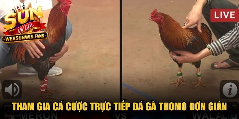 Tham gia cá cược trực tiếp đá gà Thomo đơn giản, dễ thao tác