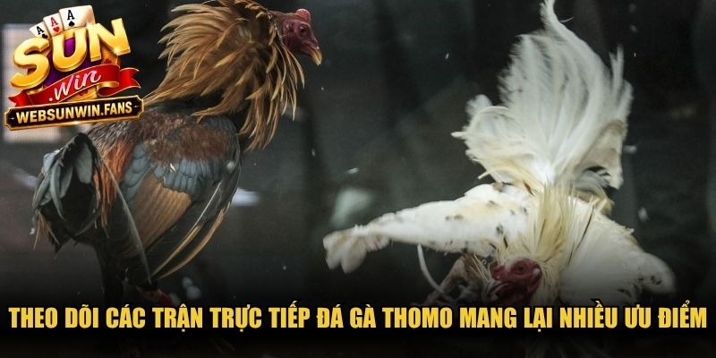 Theo dõi các trận trực tiếp đá gà Thomo mang lại nhiều ưu điểm nổi trội