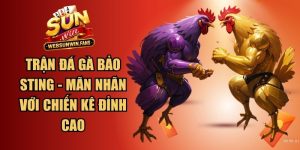 Trận Đá Gà Bảo Sting