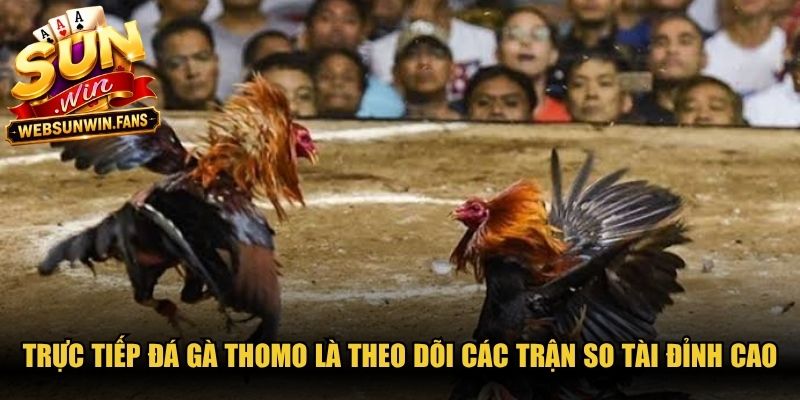 Trực tiếp đá gà Thomo là theo dõi các trận so tài đỉnh cao tại đấu trường nổi tiếng 