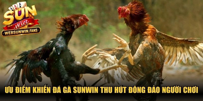 Ưu điểm nổi bật khiến đá gà Sunwin thu hút lượng đông đảo người chơi